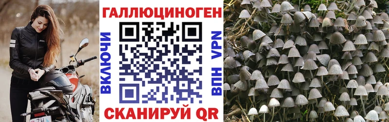 купить закладку  Черногорск  Псилоцибиновые грибы Cubensis 